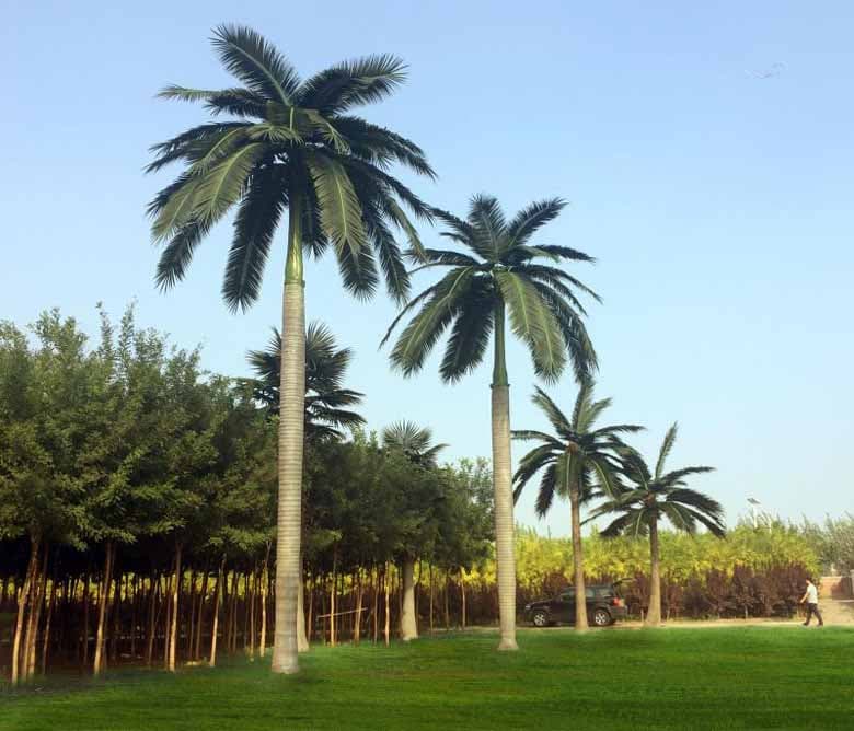 Outdoor artificial royal coconut palm 