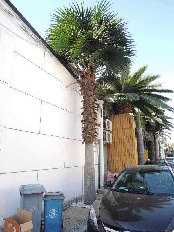 Outdoor artificial Washington palm,make your villa grand