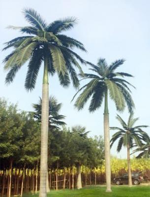 Artificial Royal Coco Palm